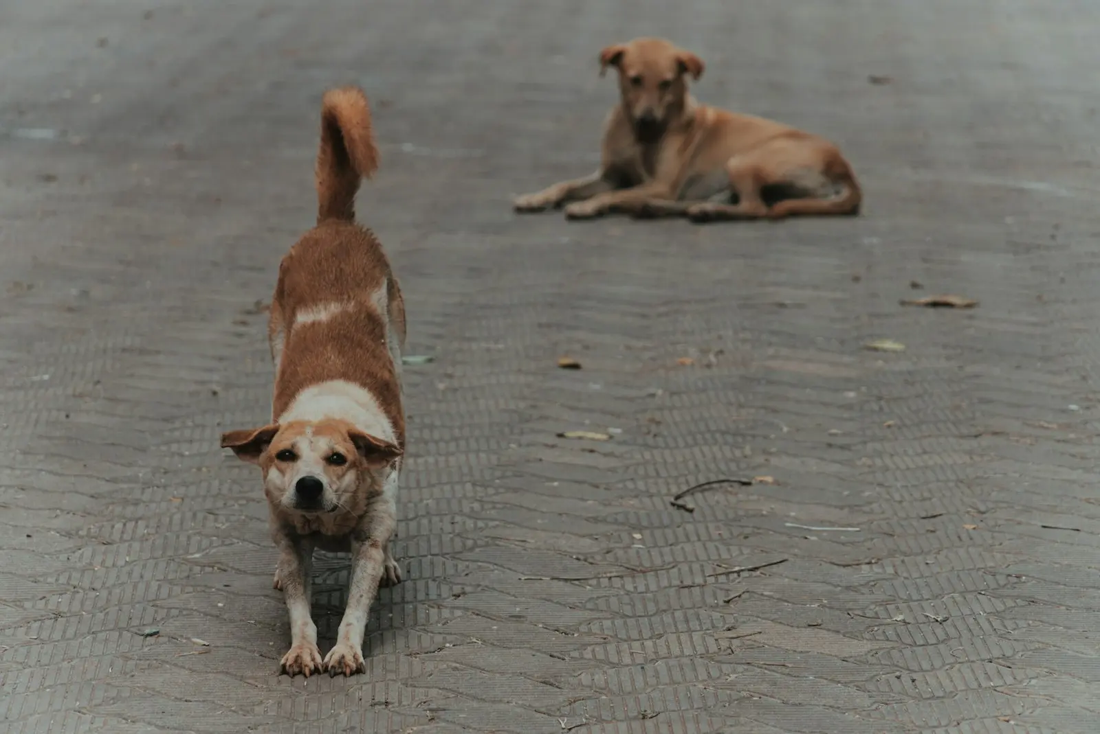 Parke taşlı yolda sakin şekilde gerinen ve uzanan iki sokak köpeği